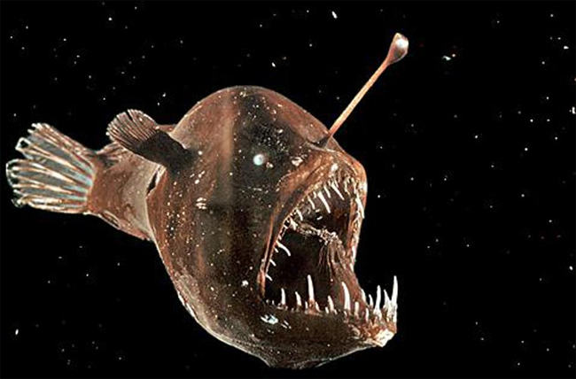  “Cần câu” phát quang nhân tạo. Loài cá angerfish (kẻ câu cá) có một bộ phận mọc dài trên đầu, trông như một cái gai xương sống. Chúng sử dụng bộ phận này thu hút con mồi tới gần rồi tấn công. Trong bóng tối, “chiếc cần câu” này còn có thể phát quang để chúng săn mồi một cách hiệu quả nhất.
