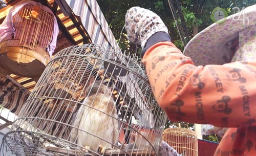 Săn "vua chim" tại Sài Gòn - 9