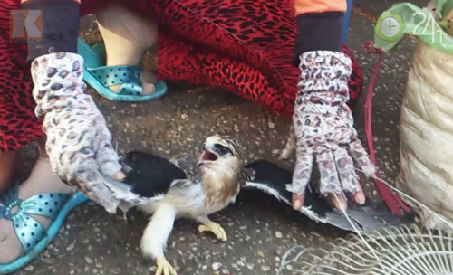 Săn "vua chim" tại Sài Gòn - 11