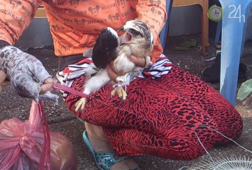 Săn "vua chim" tại Sài Gòn - 12