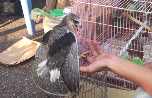 Săn "vua chim" tại Sài Gòn - 13