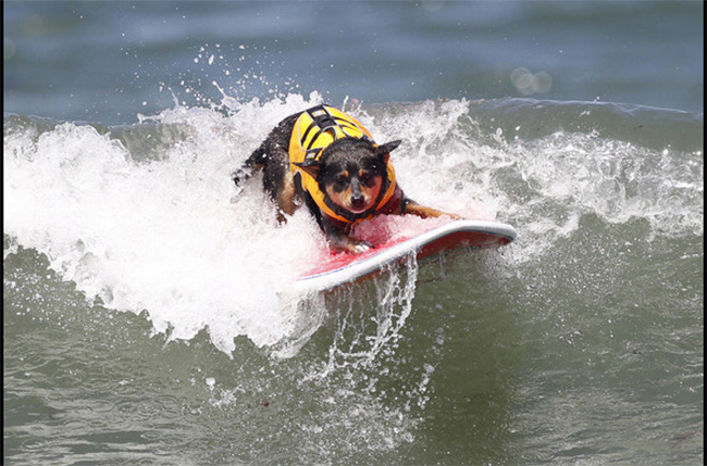 Chó được mặc áo bảo hộ khi lướt sóng