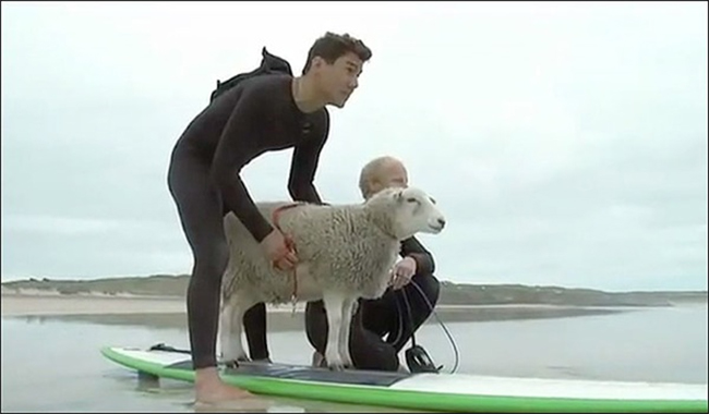 Cừu cũng được chuẩn bị rất kĩ trước khi lướt sóng
