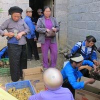 Thị trường - Tiêu dùng - Buôn gia cầm lậu: Lờ chỉ đạo của Thủ tướng?