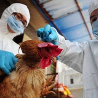 Không loại trừ H7N9 lây từ người sang người
