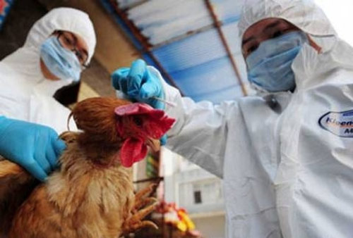 Không loại trừ H7N9 lây từ người sang người - 1