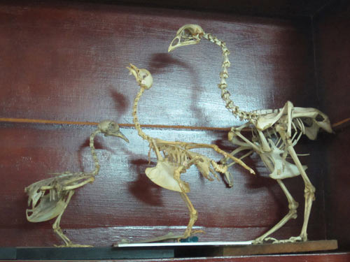 Mốt chơi quái dị: Kết bạn với... xương - 2