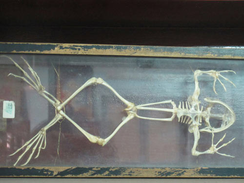 Mốt chơi quái dị: Kết bạn với... xương - 3