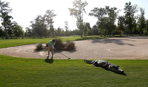 Chuyện lạ: Chơi golf cùng… cá sấu - 1