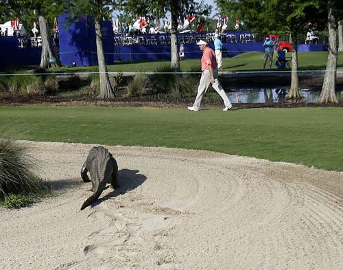 Chuyện lạ: Chơi golf cùng… cá sấu - 4