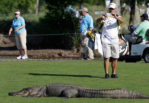 Chuyện lạ: Chơi golf cùng… cá sấu - 6