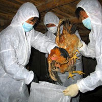 Cúm H7N9: Cảnh giác nhưng không hoang mang
