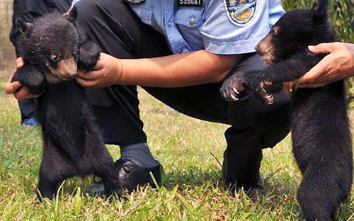 Ảnh đẹp: Rùa tắm nắng trên bờ hồ - 5