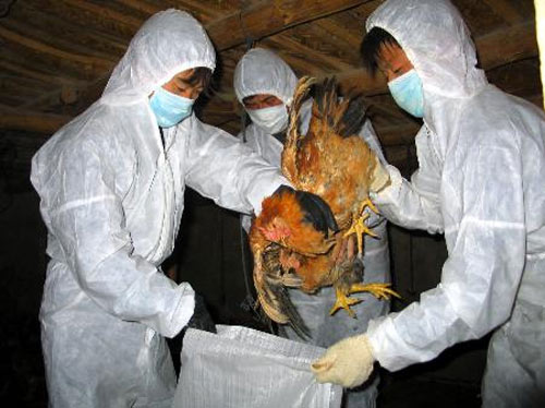 Cúm H7N9: Cảnh giác nhưng không hoang mang - 1