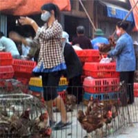 Tin tức trong ngày - Hà Nội đề nghị làm rõ tin gà lậu