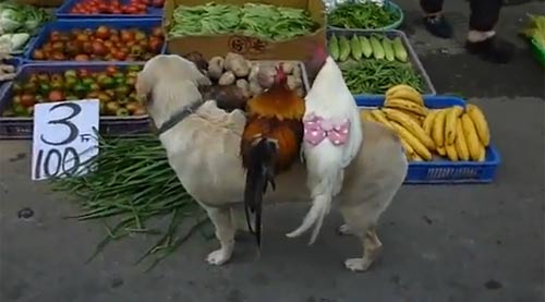 Top clip hài: Chó chở gà đi bán - 1
