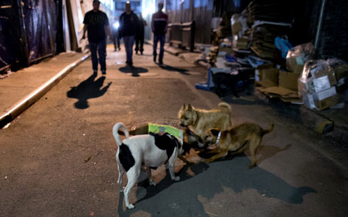 Mỹ: Huy động chó diệt chuột trên đường phố - 1