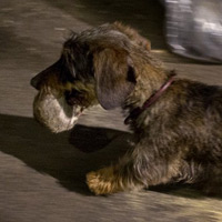 Tin tức trong ngày - Mỹ: Huy động chó diệt chuột trên đường phố