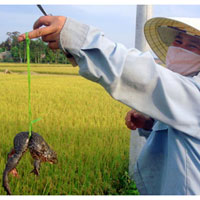 Ẩm thực - Mùa lúa chín đi bắt ếch "đùn"