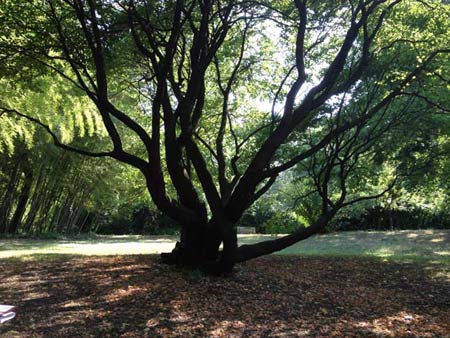 Khám phá 'viên ngọc thô' thành Rome - 6