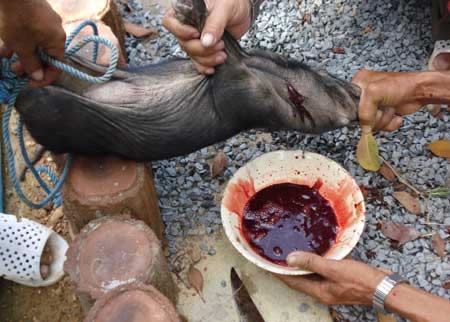 Chuyện lạ bên dòng sông... ăn thịt người - 3