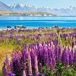 Du lịch - Ngắm thiên đường hoa lupine New Zealand