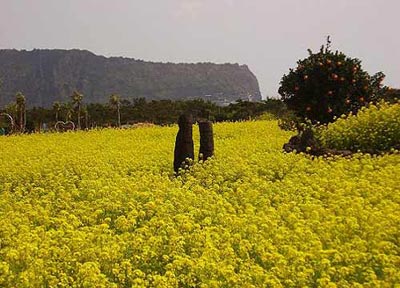 Ngắm mùa hoa nở rộ trên hòn đảo Jeju - 11