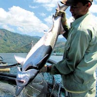 Thị trường - Tiêu dùng - Nghề nuôi cá tầm: Đối diện với cái chết?