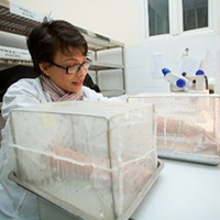 Tin tức trong ngày - Nghề ngồi cho... muỗi đốt ở Việt Nam