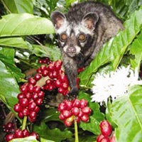 Thị trường - Tiêu dùng - Cà phê chồn: Giai thoại và kinh doanh