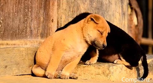 Top clip hài: Những con trâu mộng khó dắt - 5