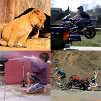 Cười 24h - Top clip hài: Những con trâu mộng khó dắt