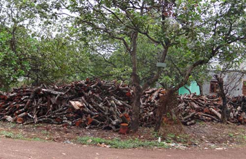 Dân ồ ạt bán điều non - 1