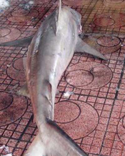 Cá mập lại xuất hiện tại bãi tắm Quy Nhơn - 1