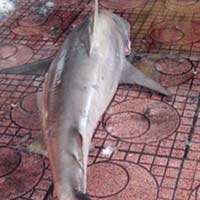 Tin tức trong ngày - Cá mập lại xuất hiện tại bãi tắm Quy Nhơn