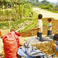 Thị trường - Tiêu dùng - Đổ xô kiếm rễ cây lạ bán cho thương lái