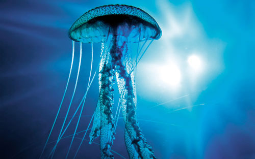 Giải nhiệt với sứa - 1