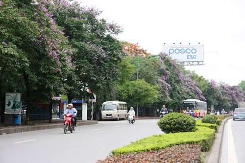 Hà Nội tím ngắt sắc bằng lăng - 2