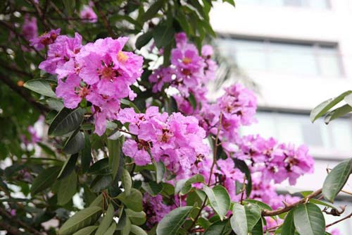 Hà Nội tím ngắt sắc bằng lăng - 3