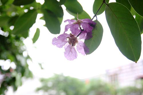 Hà Nội tím ngắt sắc bằng lăng - 4