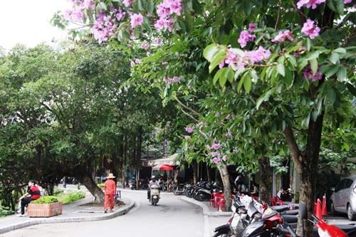 Hà Nội tím ngắt sắc bằng lăng - 5