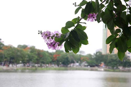 Hà Nội tím ngắt sắc bằng lăng - 6