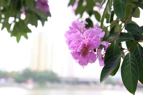 Hà Nội tím ngắt sắc bằng lăng - 7