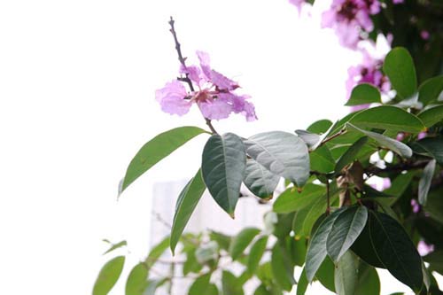 Hà Nội tím ngắt sắc bằng lăng - 9