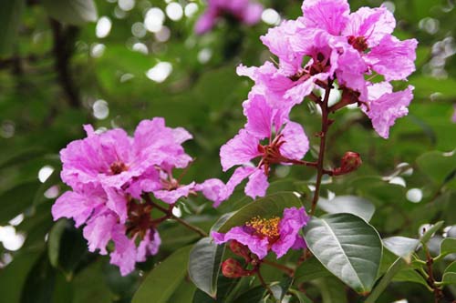 Hà Nội tím ngắt sắc bằng lăng - 1