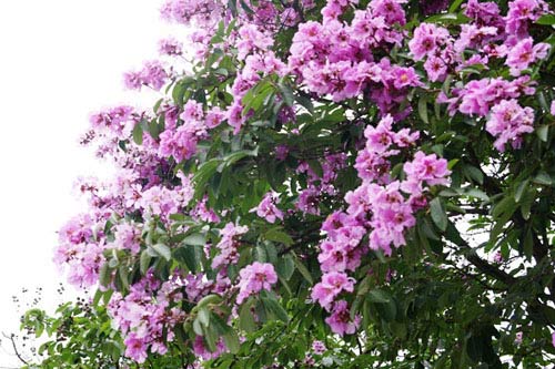 Hà Nội tím ngắt sắc bằng lăng - 2