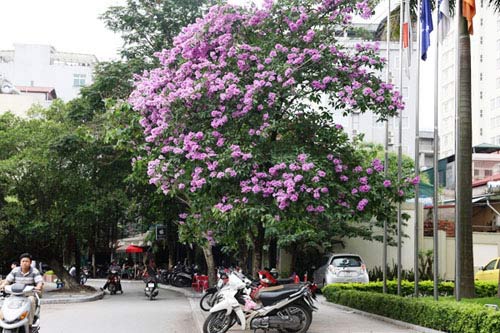 Hà Nội tím ngắt sắc bằng lăng - 3