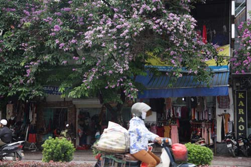 Hà Nội tím ngắt sắc bằng lăng - 5