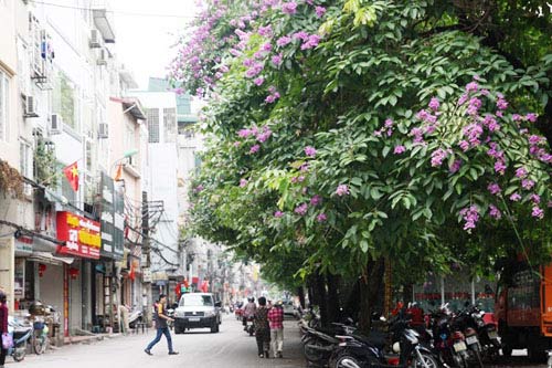 Hà Nội tím ngắt sắc bằng lăng - 6