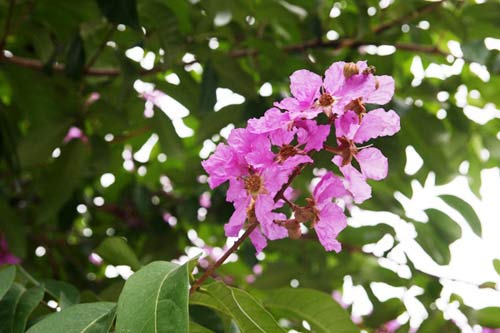 Hà Nội tím ngắt sắc bằng lăng - 10